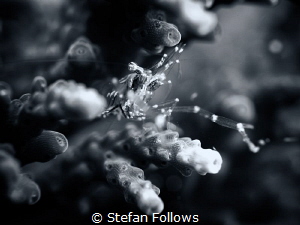"Have no fear of perfection - you'll never reach it." Sal... by Stefan Follows 